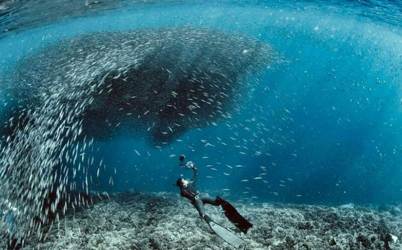 Cebu: Moalboal Sardines & Turtle Snorkeling and Canyoneering - The Experience for Different Travelers