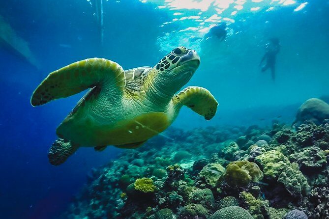 Cebu: Moalboal Sardines, Turtle Snorkeling & Kawasan Canyoneering - Key Points