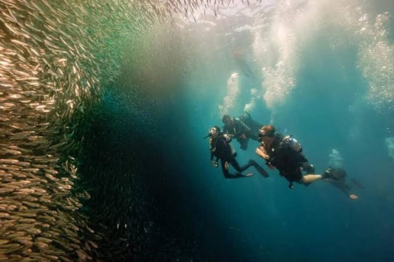 Cebu: Moalboal Scuba Diving, Sardines Run & Pescador Snorkel - Key Points