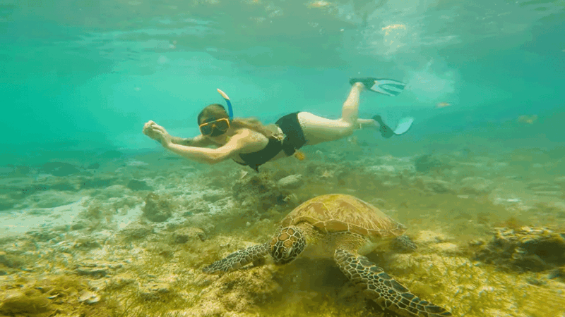 Cebu: Moalboal Snorkeling & Kawasan Canyoneering Adventure - Key Points