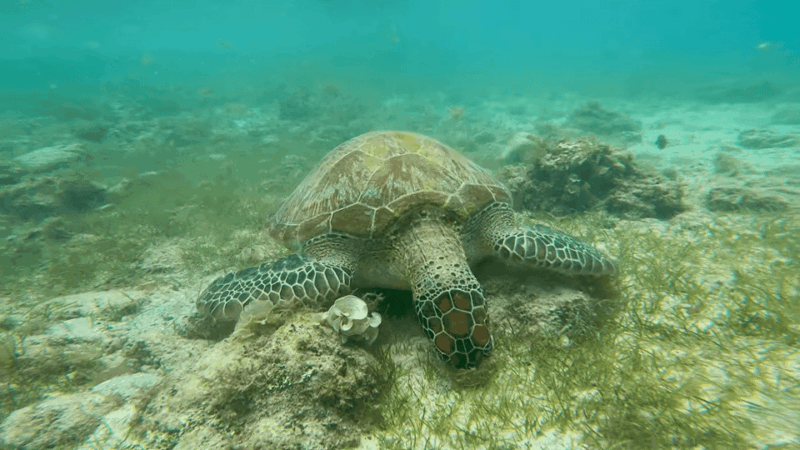 Cebu: Moalboal Snorkeling & Kawasan Canyoneering Adventure - Itinerary and Pickup Locations
