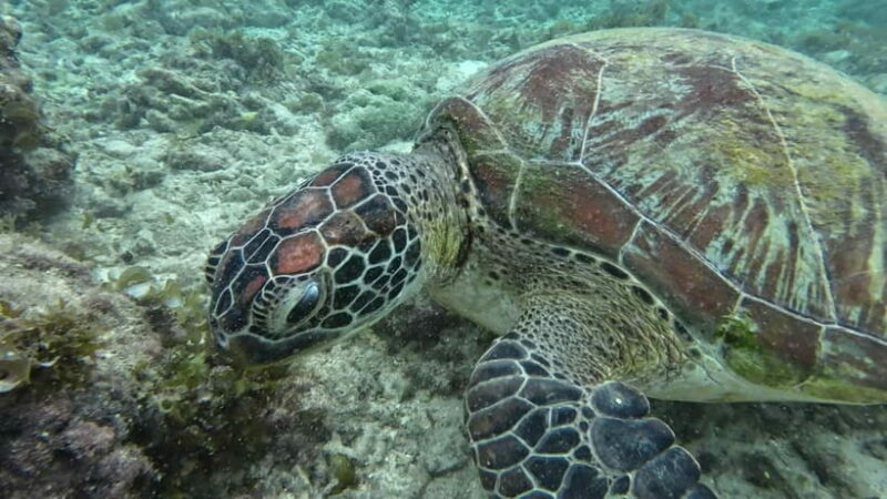 Cebu: Moalboal Snorkeling, Mantayupan Falls & ATV Adventure - FAQ