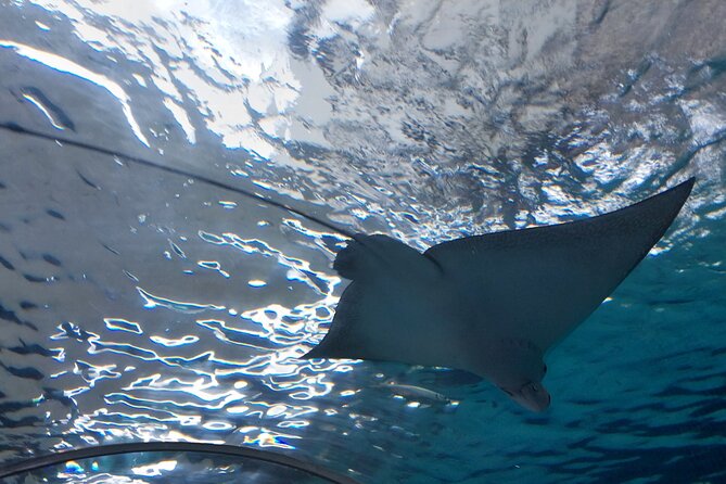 Cebu Ocean Park - Diverse Marine Exhibits