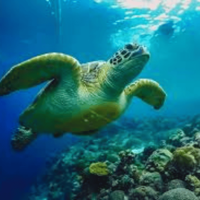 CEBU: OSLOB & MOALBOAL DAYTOUR - Frequently Asked Questions