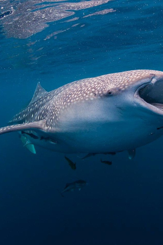 Cebu Oslob-Simala Tour (Private Tour) - Whale Shark Encounter