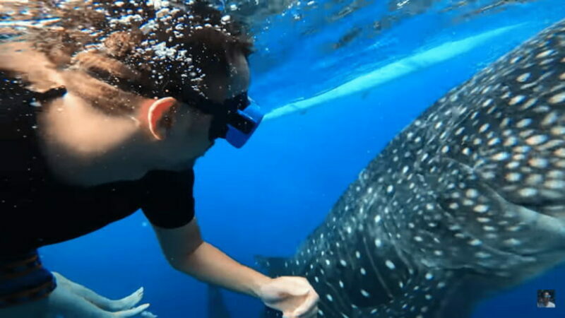 Cebu: Oslob Whale Shark and Moalboal Snorkeling Adventure - An Up-Close Look at the Experience