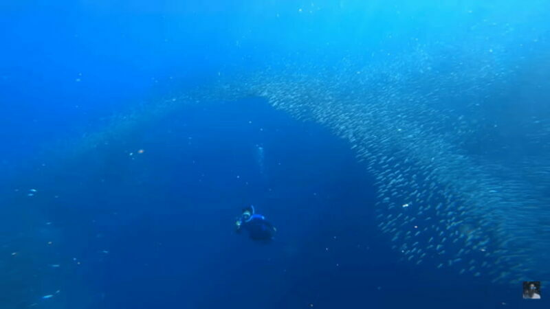 Cebu: Oslob Whale Shark and Moalboal Snorkeling Adventure - Final Thoughts