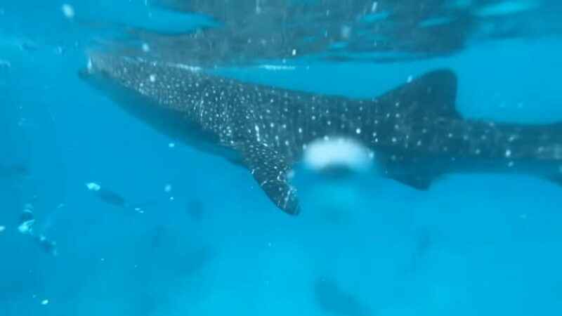 Cebu: Oslob Whale Shark and Moalboal Snorkeling Tour - The Itinerary and What to Expect