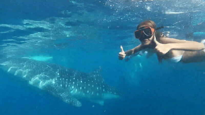 Cebu: Oslob Whale Shark and Moalboal Snorkeling Tour - Final Thoughts