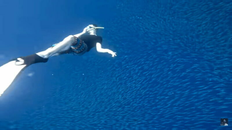 Cebu: Oslob Whale Shark and Moalboal Snorkeling Tour - FAQs
