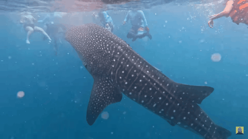 Cebu: Oslob Whale Shark Encounter & Canyoneering Adventure - Key Points