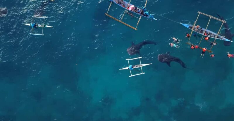 Cebu: Oslob Whale Shark Encounter & Canyoneering Adventure - Booking Information