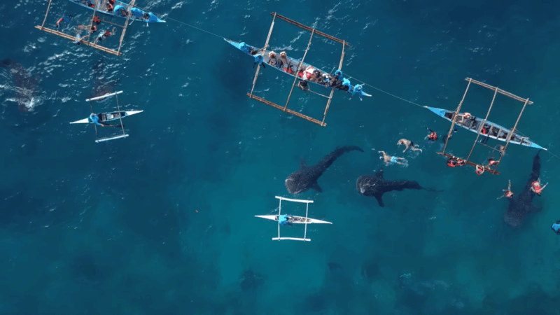 Cebu: Oslob Whale Shark Encounter & Canyoneering Adventure - Oslob Whale Shark Encounter