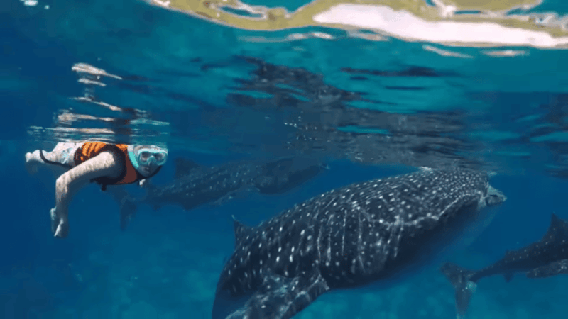 Cebu: Oslob Whale Shark Encounter & Canyoneering Adventure - Canyoneering Adventure