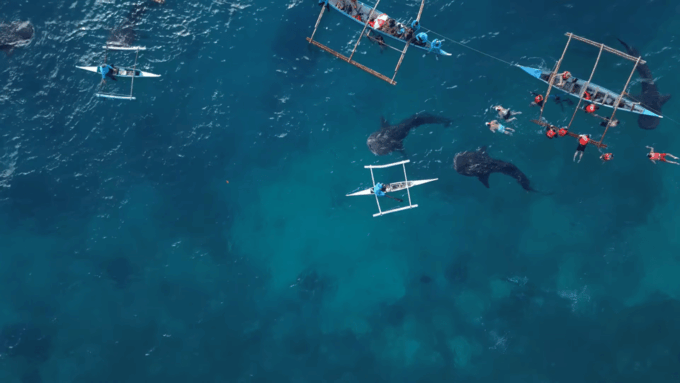 Cebu: Oslob Whale Shark Encounter & Canyoneering Adventure - Important Information