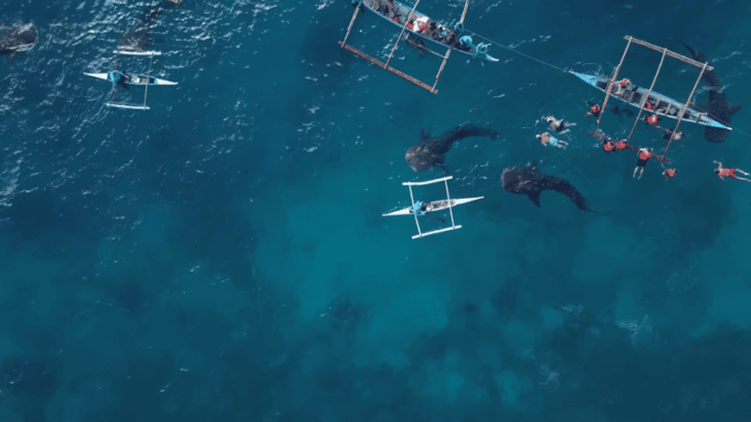 Cebu: Oslob Whale Shark Encounter & Canyoneering Adventure - Transportation and Pickup