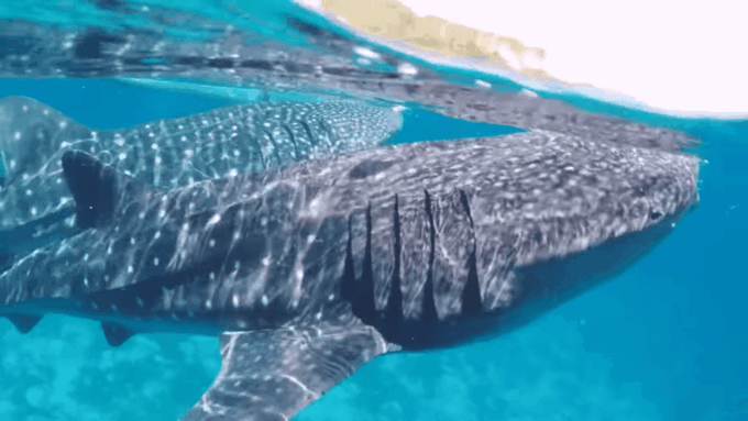 Cebu: Oslob Whale Shark Encounter & Canyoneering Adventure - Photography and Extras