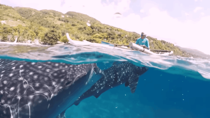 Cebu: Oslob Whale Shark Encounter & Canyoneering Adventure - Frequently Asked Questions