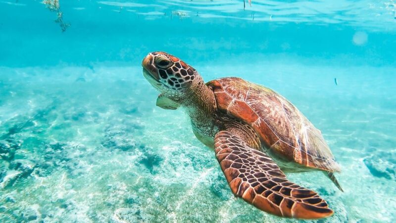 Cebu: Oslob Whale Shark & Moalboal Sardine Turtle Adventure - Key Points
