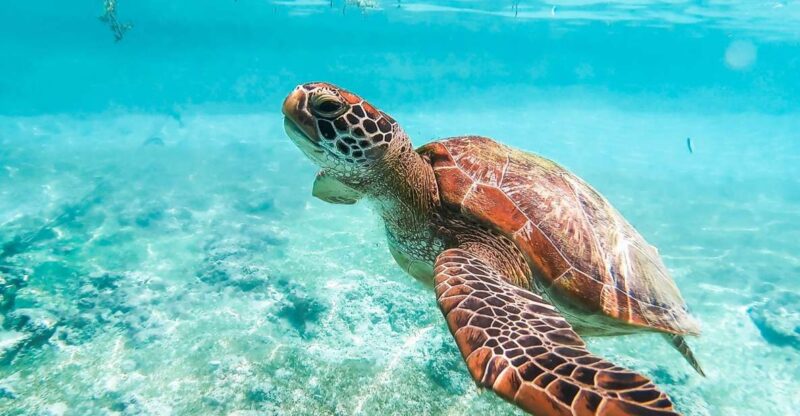 Cebu: Oslob Whale Shark & Moalboal Sardine Turtle Adventure - Highlights of the Tour