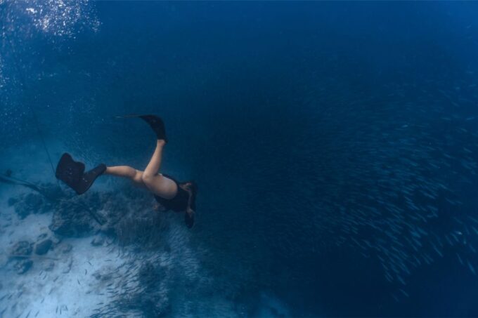 Cebu: Oslob Whale Shark & Moalboal Sardine Turtle Adventure - Moalboal Sardine Run