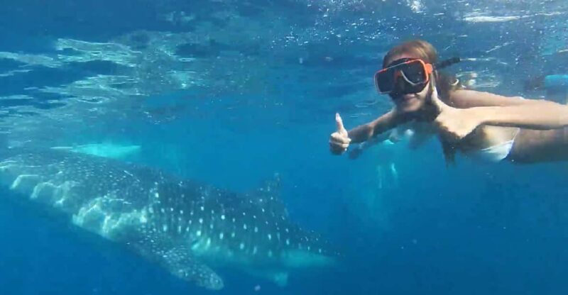 Cebu: Oslob Whale Shark &Moalboal Sardines &Turtle Thrill - Pickup and Drop-off Locations