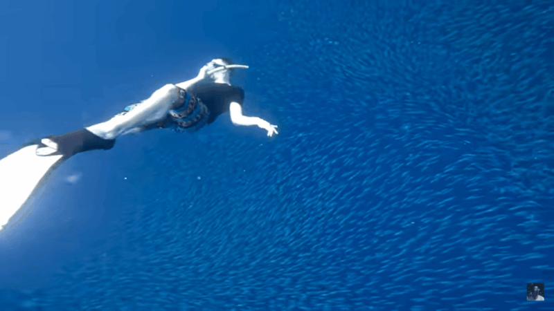 Cebu: Oslob Whale Shark &Moalboal Sardines &Turtle Thrill - Break Time and Breakfast