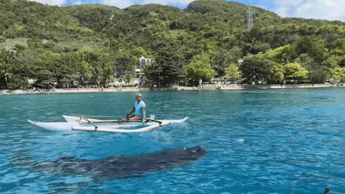Cebu: Oslob Whale Shark &Moalboal Sardines &Turtle Thrill - Inclusions and Exclusions