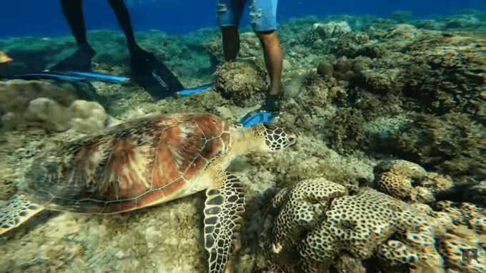 Cebu: Oslob Whale Shark &Moalboal Sardines &Turtle Thrill - Important Information for Guests