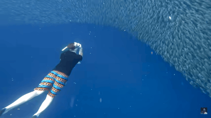 Cebu: Oslob Whale Shark &Moalboal Sardines &Turtle Thrill - Traveler Feedback and Ratings