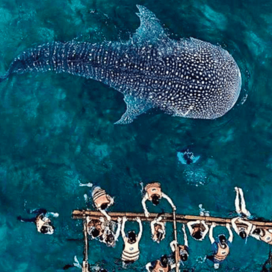 Cebu: Oslob Whale Shark, Sumilon, Ruins, Simala Church - Itinerary Highlights