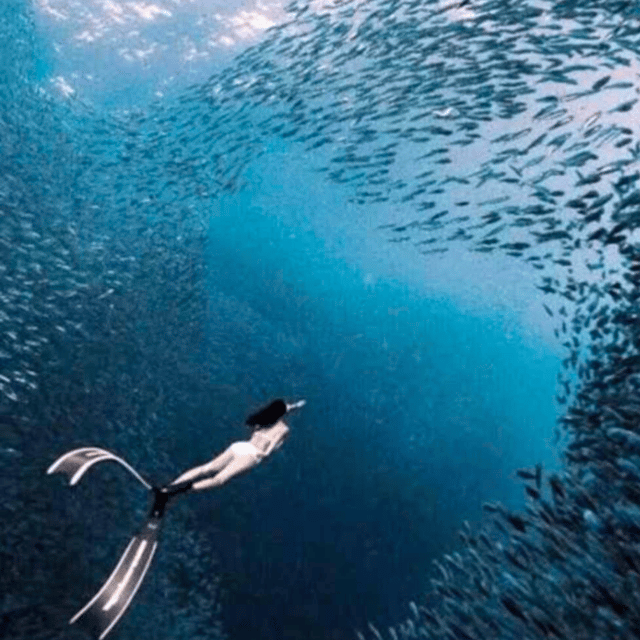 Cebu: Oslob Whale Shark, Sumilon, Ruins, Simala Church - Preparation and Restrictions