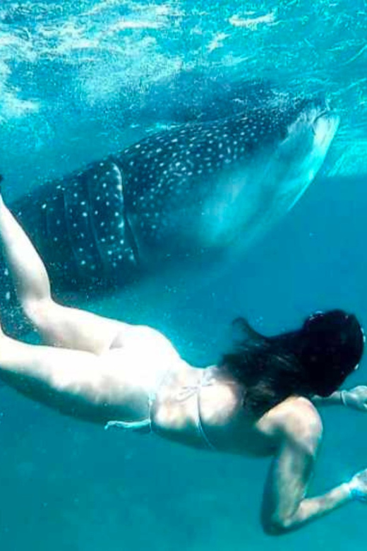 Cebu: Oslob Whale Shark, Sumilon, Ruins, Simala Church - Oslob Whale Sharks