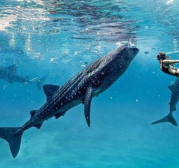 Cebu: Oslob Whale Shark Swim and Sumilon Island Day Tour - Key Points