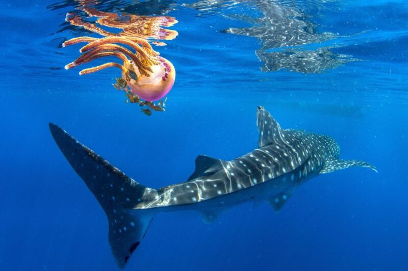 Cebu: Oslob Whale Shark Swim and Sumilon Island Day Tour - Key Points