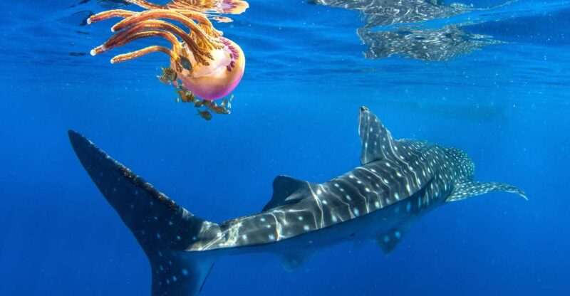 Cebu: Oslob Whale Shark Swim and Sumilon Island Day Tour - Itinerary Highlights