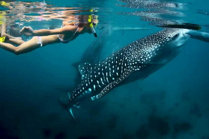 Cebu: Oslob Whale Shark Swimming - Final Thoughts