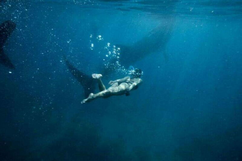 Cebu: Oslob Whale Shark Swimming and Tumalog Falls Tour - An In-Depth Look at the Tour Experience