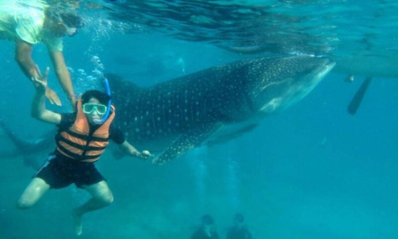 Cebu: Oslob Whale Shark Swimming Experience - Key Points