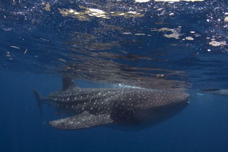 Cebu: Oslob Whale Shark Swimming Experience - Whale Shark Swimming Experience