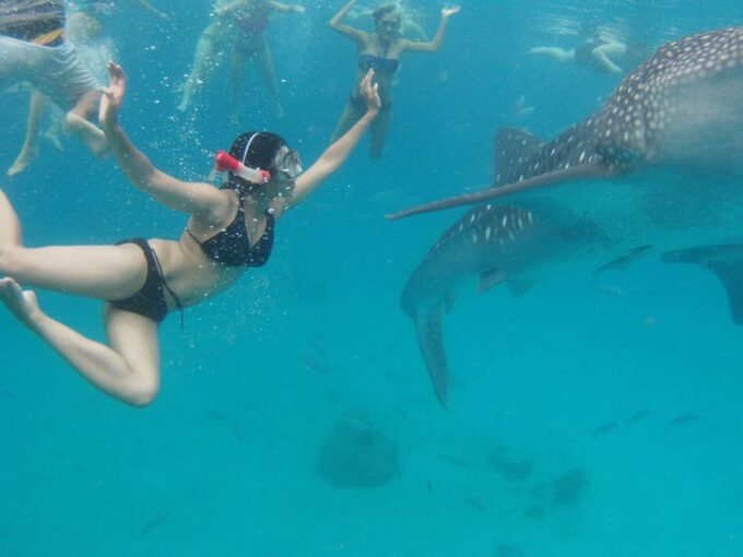 Cebu: Oslob Whale Shark Swimming Experience - Important Reminders