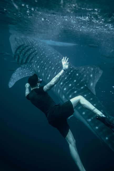 Cebu Oslob Whale Shark Swimming & Kawasan Falls Canyoneering - Key Points