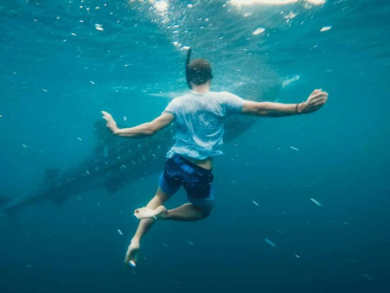 Cebu Oslob Whale Shark Swimming & Kawasan Falls Canyoneering - The Full Experience: What to Expect