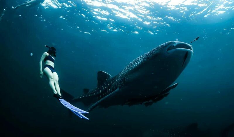 Cebu Oslob Whale Shark Swimming & Kawasan Falls Canyoneering - Practical Tips for Travelers