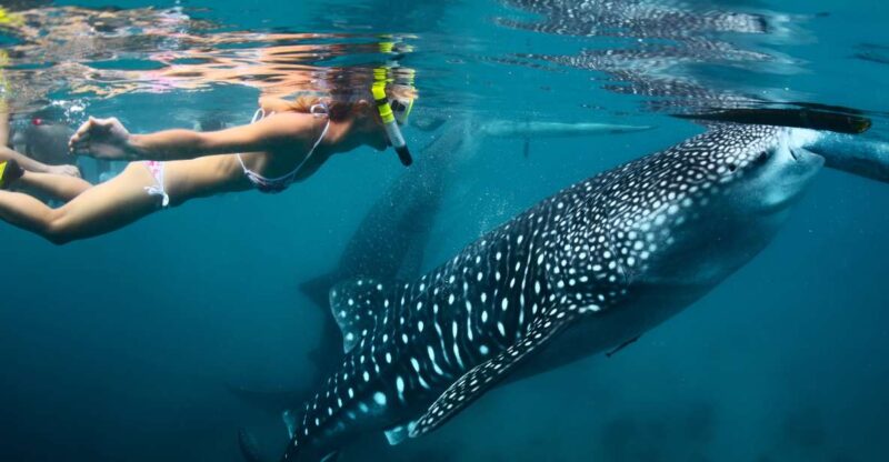 Cebu: Oslob Whale Shark Swimming - Experience Highlights