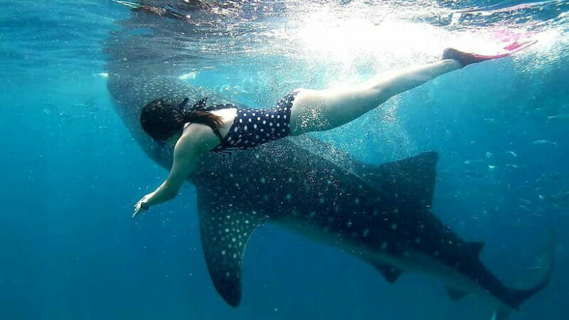 Cebu Oslob: Whale Shark Watching Experience - An In-Depth Look at the Cebu Whale Shark Experience