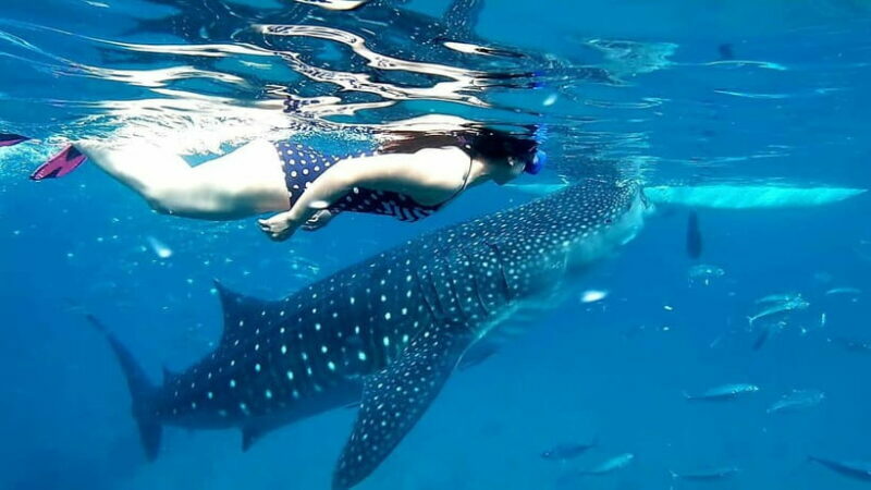 Cebu Oslob: Whale Shark Watching Experience - FAQs