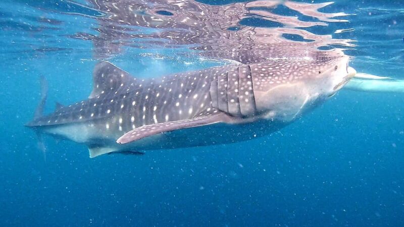 Cebu: Oslob Whale Shark Watching, Tumalog Falls, and … - Highlights of the Tour