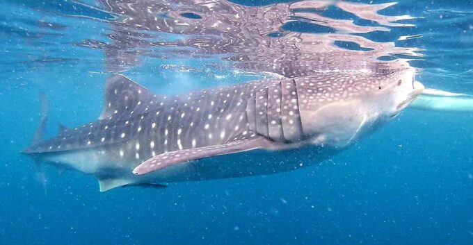 Cebu: Oslob Whale Shark Watching, Tumalog Falls, and … - Booking and Cancellation Policy