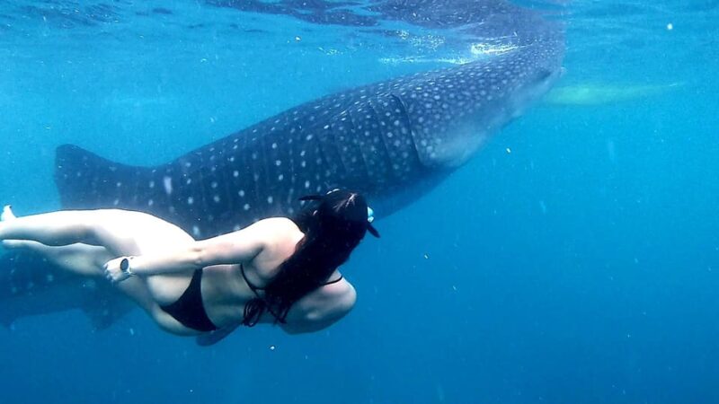 Cebu: Oslob Whale Sharks, Canyoneering, and Ziplining Tour - Inclusions and Equipment